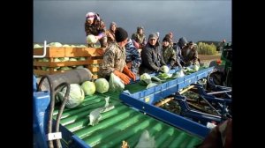 уборка капусты Андрей Бабушкин Горномарийский район