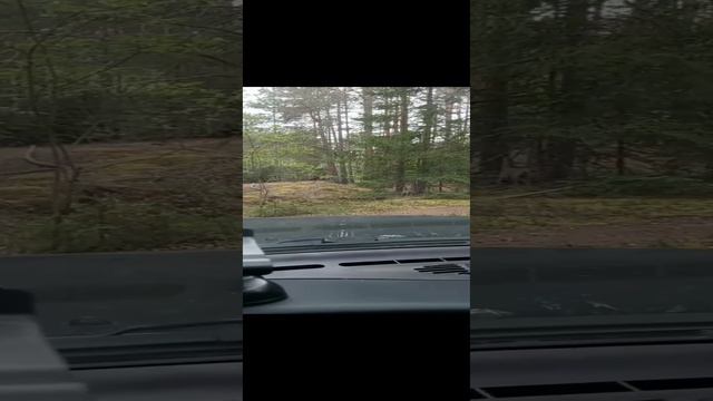 Лада Нива Тревел в лесу #ниватревел #поездка #автопутешествия смотреть онлайн