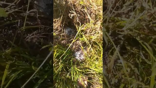 Выращивание шампиньонов в домашних условиях. смотреть онлайн