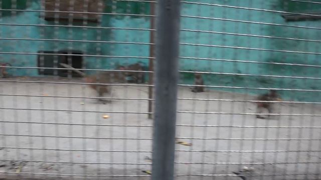 Суматошные гамадрилы. Тайган смотреть онлайн