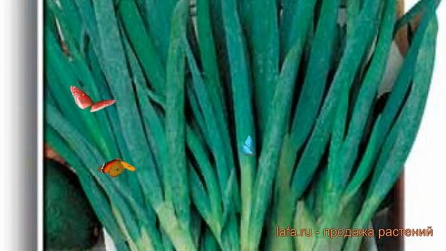 Лук батун Русский зимний (russkiy Zimniy) ? обзор: как сажать, семена лука Русский зимний