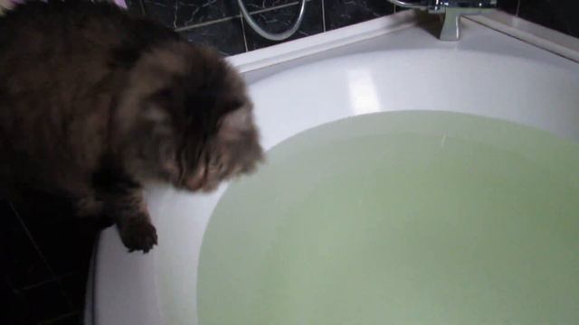 Кот Тихон и прохладная погода. Сибирскому коту холодно? 06.03.2022 смотреть онлайн