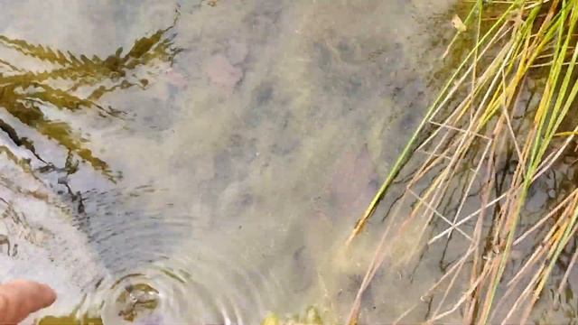 Нитевидные водоросли в пруду | Очистка от нитевидных водорослей