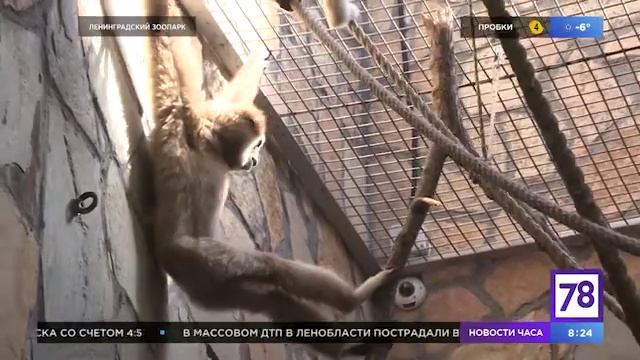 Зверское утро: белорукий гиббон смотреть онлайн