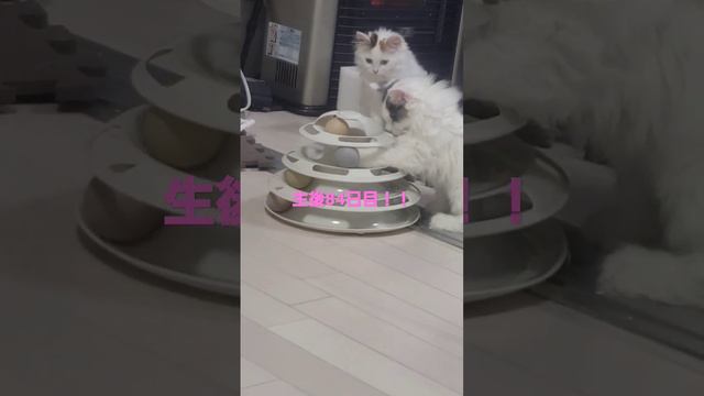 もかたんの４つ子の子育て奮闘気！！生後84日目！　#ねこのいる生活 　#ねこ　#ラガマフィン　#猫 #子猫　#赤ちゃん　#cat　#4つ子 　#育児　#いいねフォローしてください смотреть онлайн