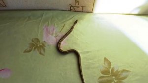 Танец змеи / Dance of the snake / Крутой змеиный танец / Cool Snake Dance