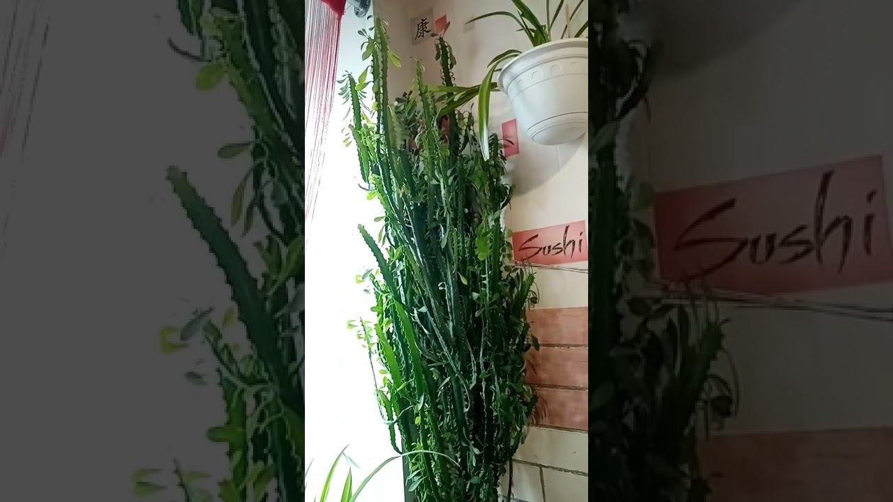 молочай треугольный более 12 лет ☝️ Euphorbia Trigona Mill