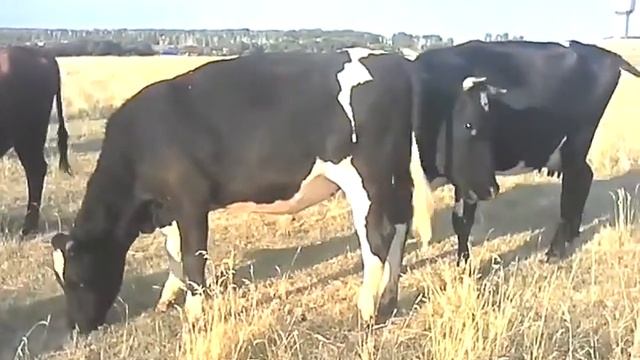 Бычок Мигеличь смотреть онлайн