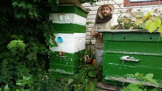 Не покупайте ядовитый мед из пенопластовых ульев смотреть онлайн