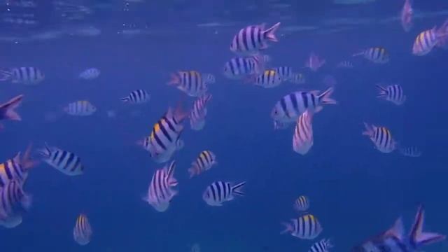 Sergeant-major Fish / Рыба-сержант смотреть онлайн