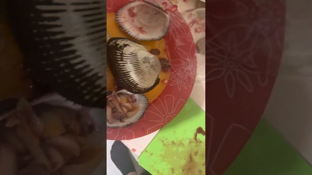 Анадара моллюск как открыть и есть смотреть онлайн