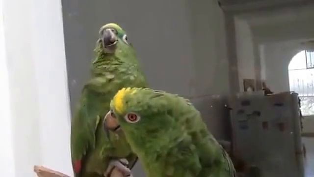 два попугая поют испанскую песенку смотреть онлайн