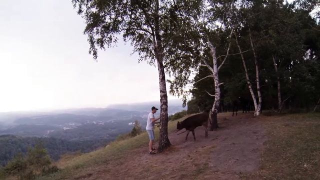 Спасение бычка смотреть онлайн