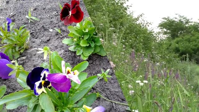 Цветы АНЮТИНЫ ГЛАЗКИ