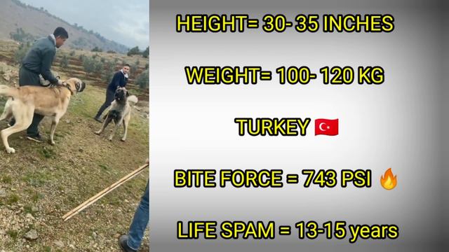 Kangal Vs Alabai Dog - Comparison | Alabai vs Kangal Shepherd Dog - who is stronger ? смотреть онлайн