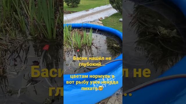 Бассейн для Нимфей купил. Но рыба уже не поместится.... смотреть онлайн