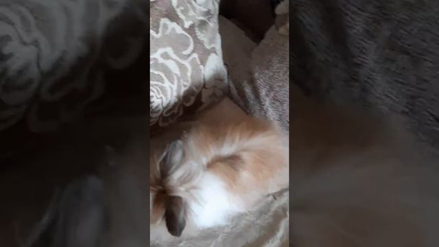 Кот и кролик смотреть онлайн