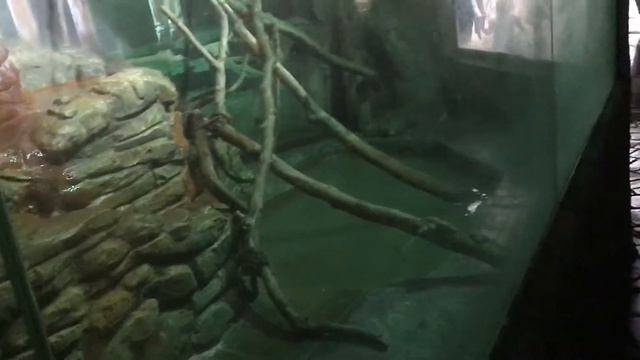 Сафари парк Краснодар 18 08.06.2019 смотреть онлайн