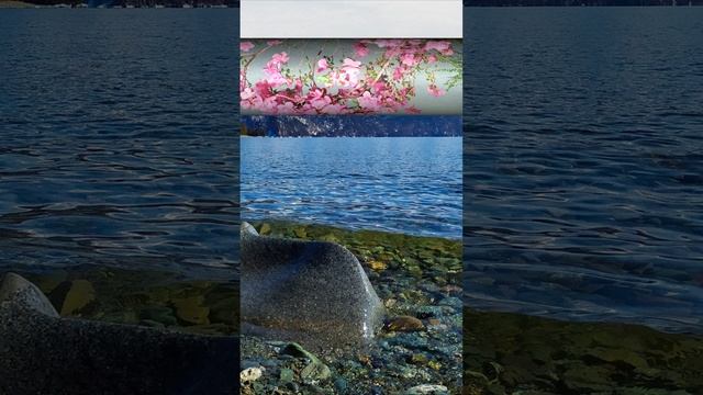 Весенний Алтай Туры для истинных любителей природы #отдых #путешествия #туризм #travel #алтай смотреть онлайн