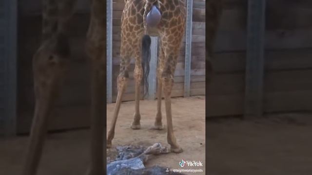 Рождение жирафа смотреть онлайн
