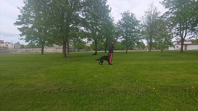 Ралли обидиенс.  Rally Obedience