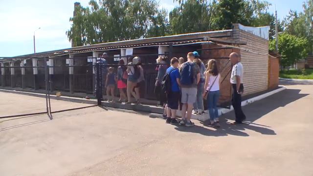 Школа №34 в центре кинологической службы ГСТ смотреть онлайн