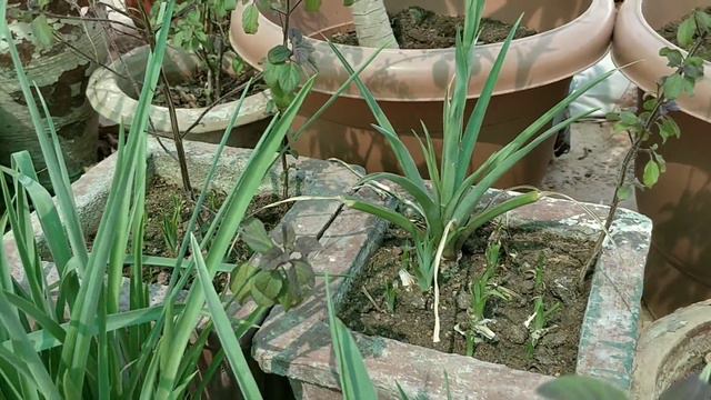 220. राजनीगन्धा की देखभाल कैसे करें ? || Tuberose care... смотреть онлайн