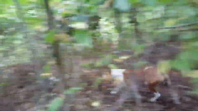 Великан и Амстафф на прогулке,это жесть, ты такова не видел,больше 5км по холмам и ухабам.Это круто смотреть онлайн