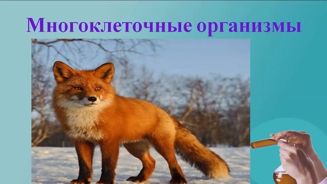 Биология как наука Общие признаки биологических систем (Подготовка к ЕГЭ) смотреть онлайн