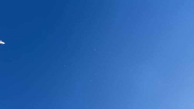 Вся будка в небо! Полет настоящих Бакинских голубей / Молодые голуби 2023 Ноябрь смотреть онлайн