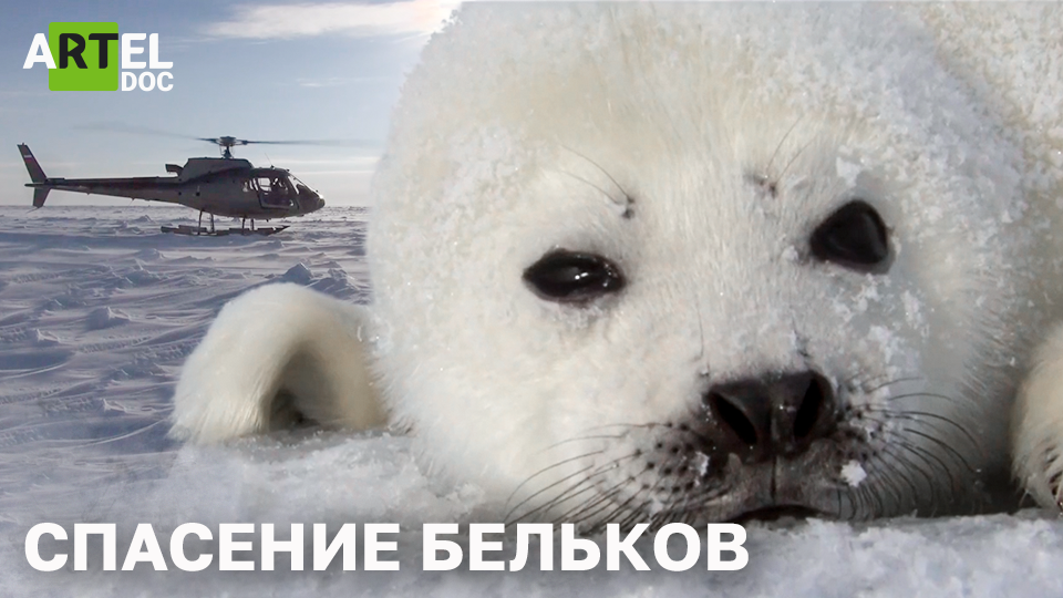 Спасение бельков смотреть онлайн