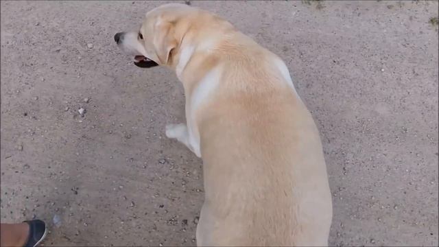 Мисси балаболка смотреть онлайн