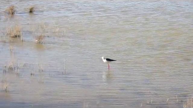 S'Albufera - Nationalpark-Mallorca