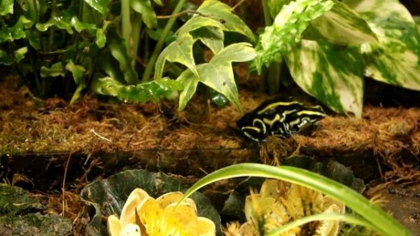 Лягушки древолазы, ухаживание, половое поведение, Dendrobates frogs https://vk.com/dendrobates