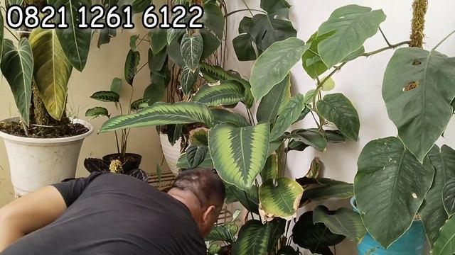 Kuping Gajah Koleksian Harga Ekonomis Aroid Murmer смотреть онлайн