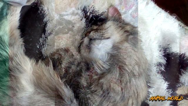 Сложно поверить в то, что ПЕРЕЖИЛА эта кошечка! Посмотрите, что с ней случилось! смотреть онлайн