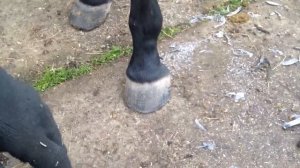 Расчистка копыт у лошади! Пригласили специалиста.