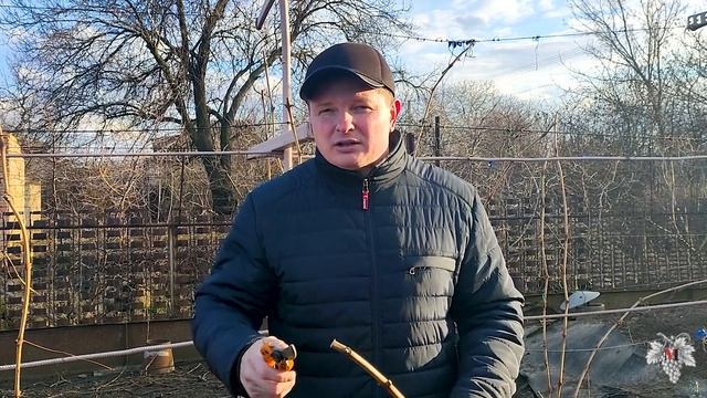 Обработка винограда по голой лозе - не НАВРЕДИ!!! смотреть онлайн