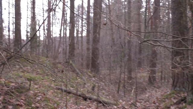 Лес 31 (Перевозы). Главная немецкая траншея (Т61) смотреть онлайн