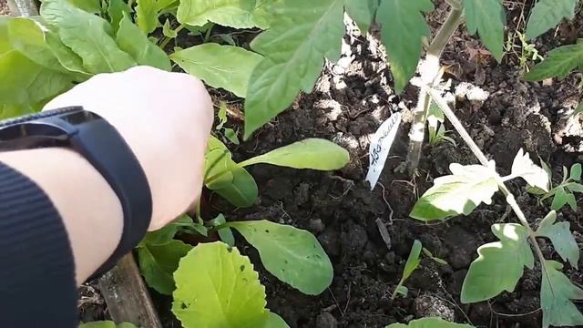 Редис ранних сортов в теплице! Обзор моих любимых сортов смотреть онлайн