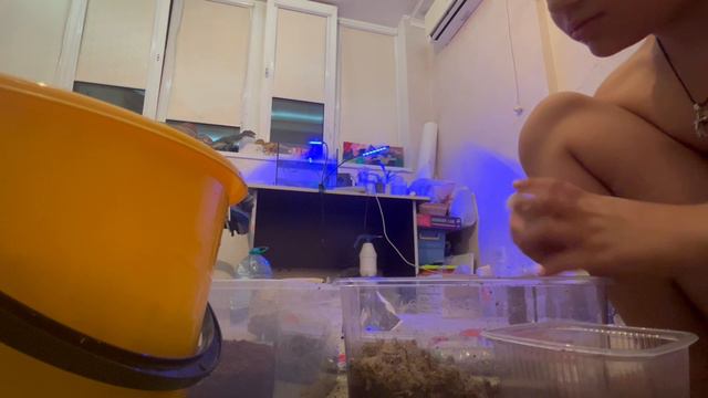 Как обустраивать террариум для мокриц