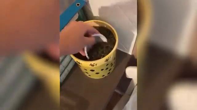 7 МИНУТ СМЕХА ЛУЧШИЕ ПРИКОЛЫ 2021 ПРО ЖИВОТНЫХ СМЕШНЫЕ ВИДЕО ИЗ ИНСТАГРАМА 360p смотреть онлайн