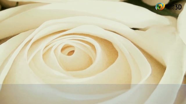 3D фотообои "Нежные белые розы" смотреть онлайн