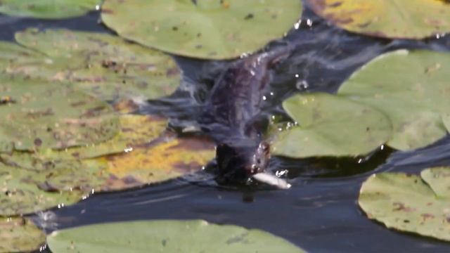 Норка плавает в озере смотреть онлайн