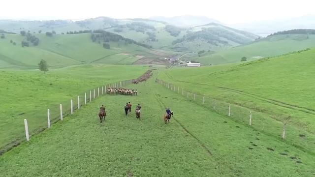 Алтай - центр пантового оленеводства России смотреть онлайн