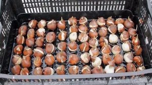 Тюльпаны Отцвели Что Делать Дальше Когда Выкапывать Тюльпаны После Цветения Лукошко Советов