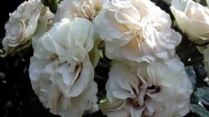 Роза пастелла. Pastella. летнее цветение