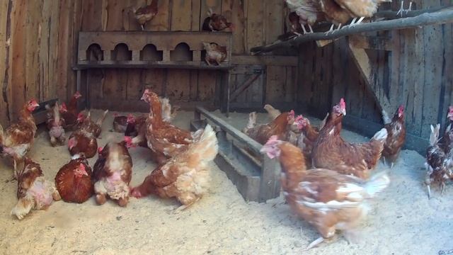 Начинается адское бездорожье, Нива, куры в 