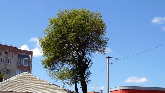 Парейдолия. "Пудель Воланда"... смотреть онлайн