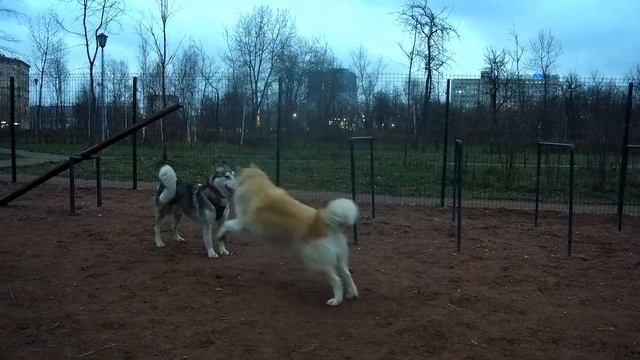 Собаки играют: видео с площадки для выгула смотреть онлайн